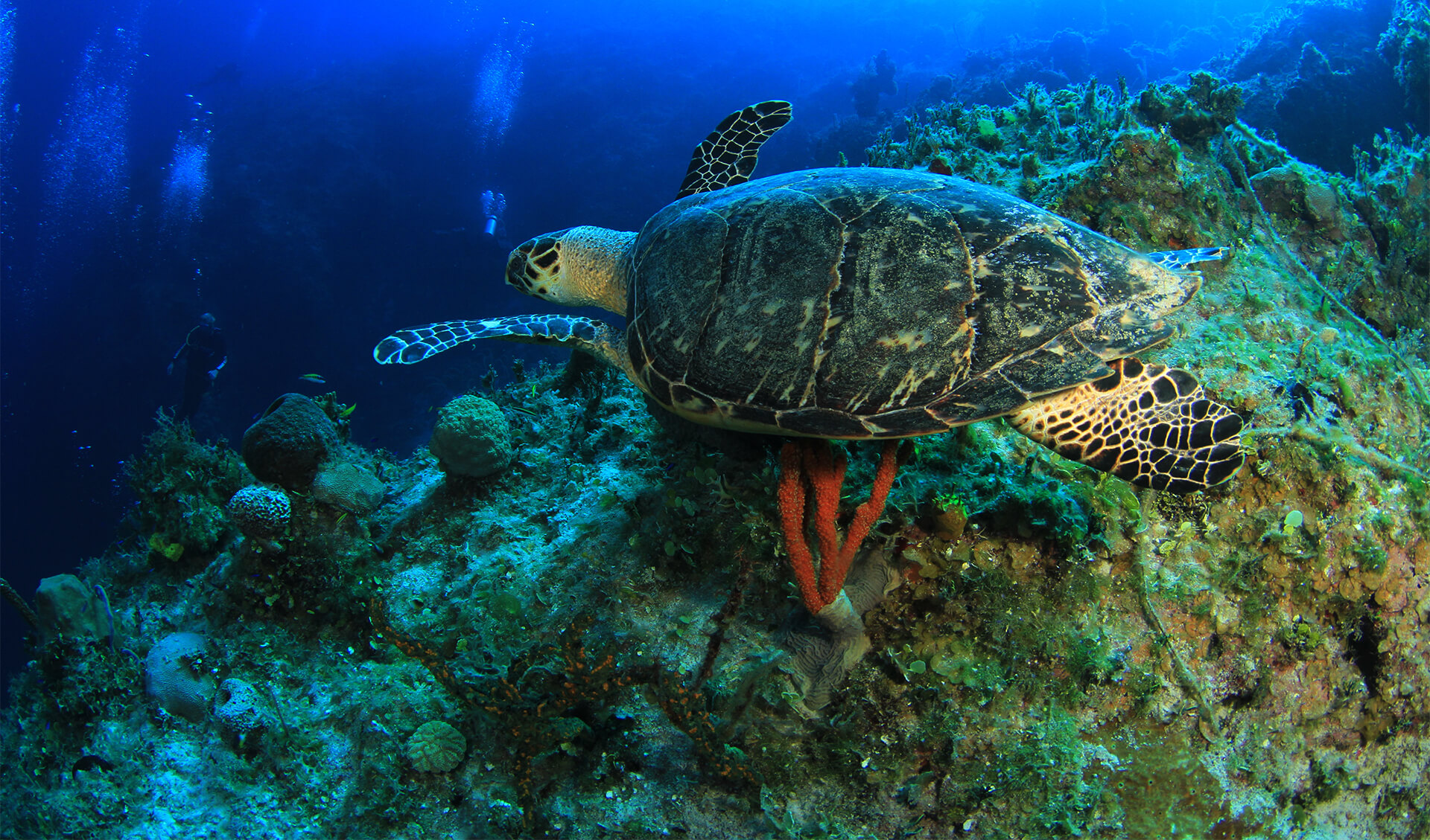 La tortue verte – Aquarium des Lagons