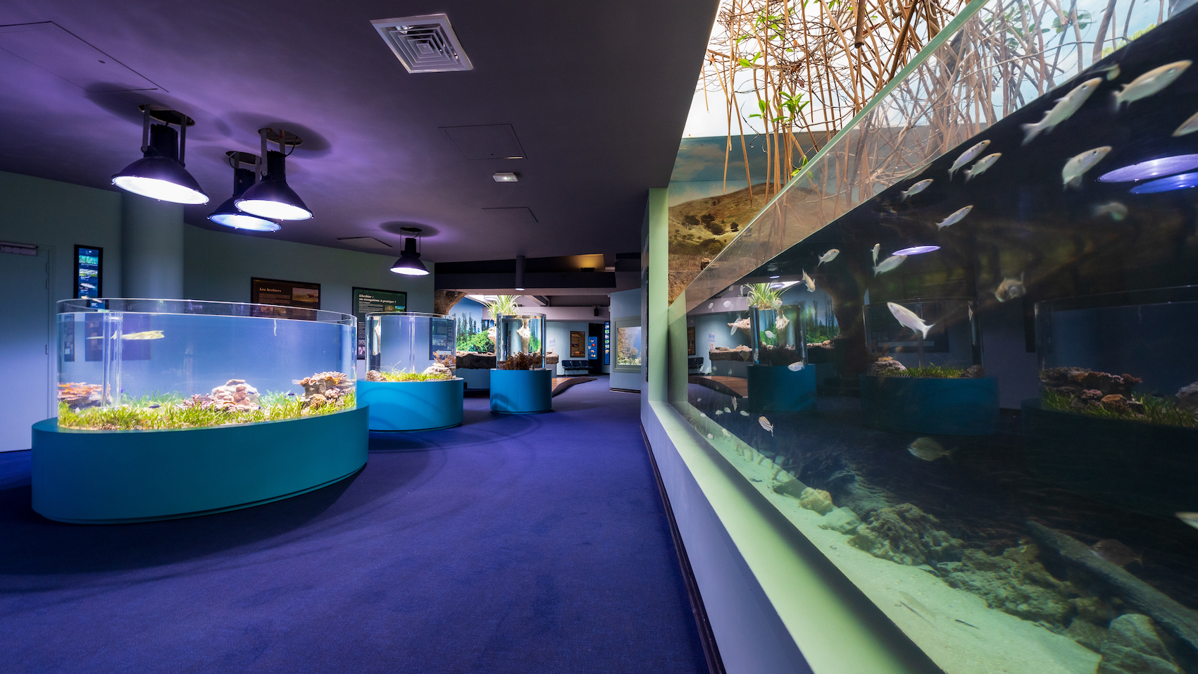 noumea aquarium tour